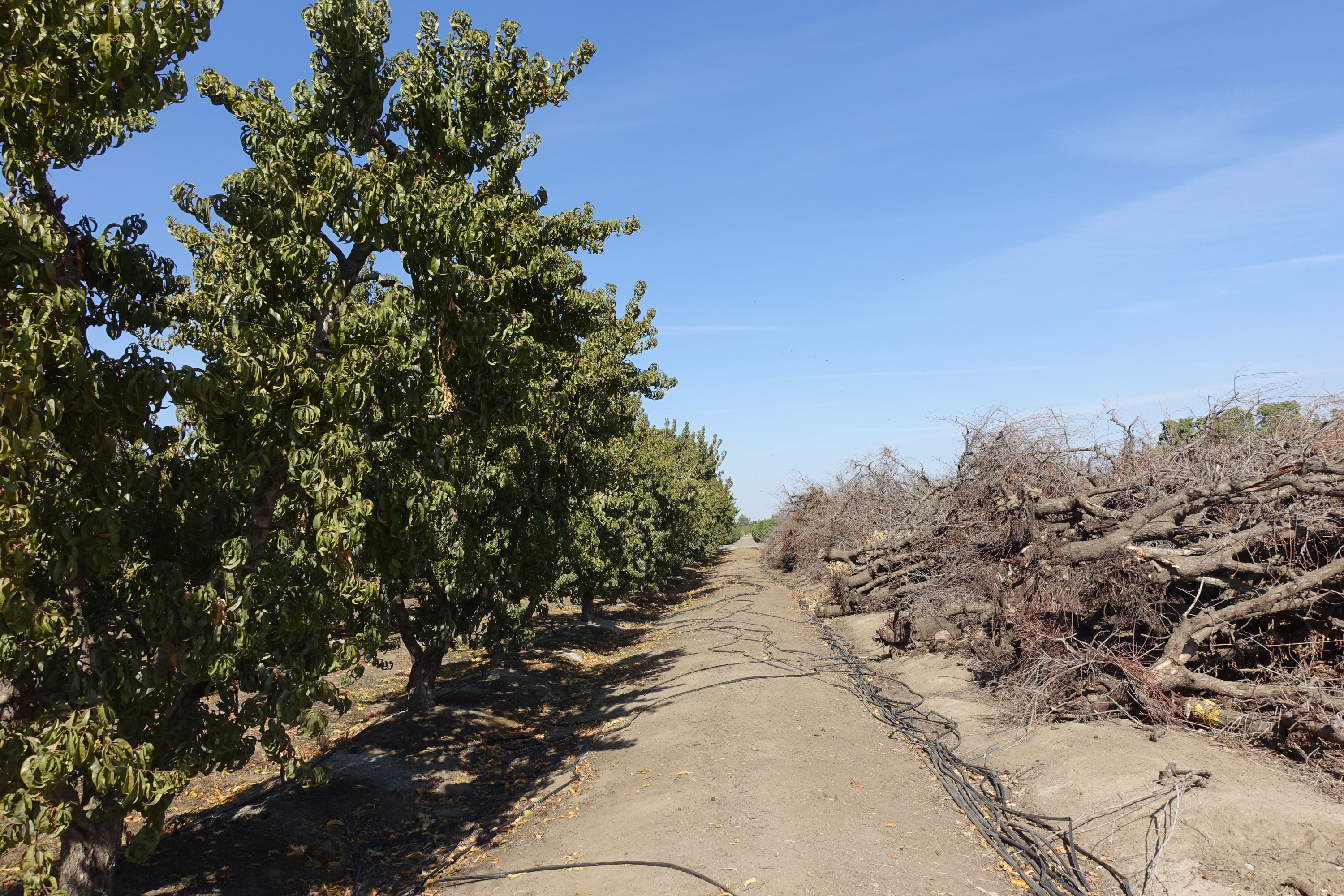 Standing orchard trees (left) next to uprooted orchard trees (right)