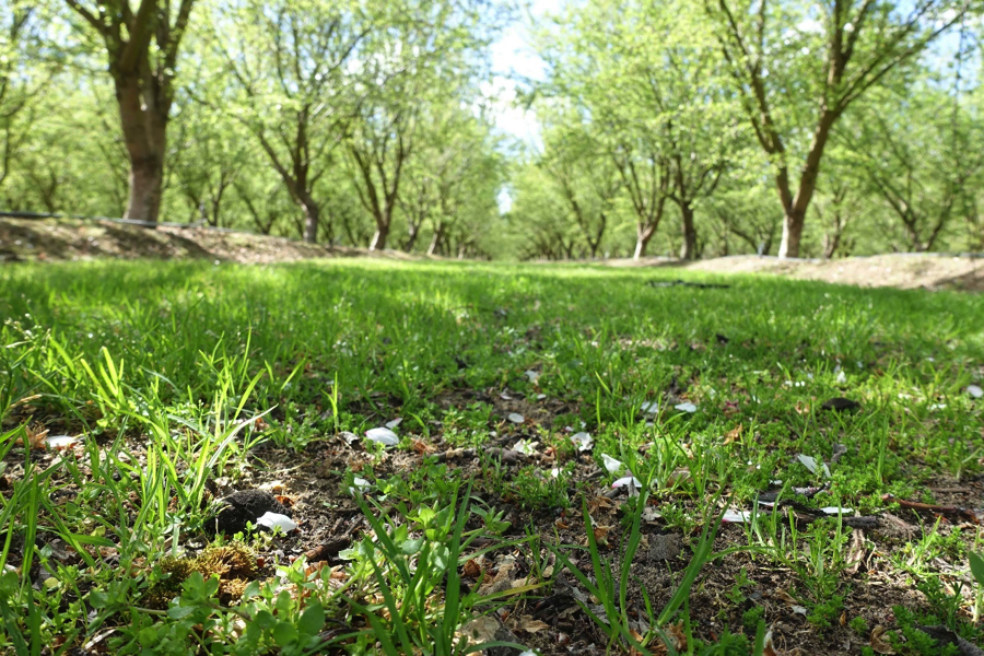 Orchard floor.