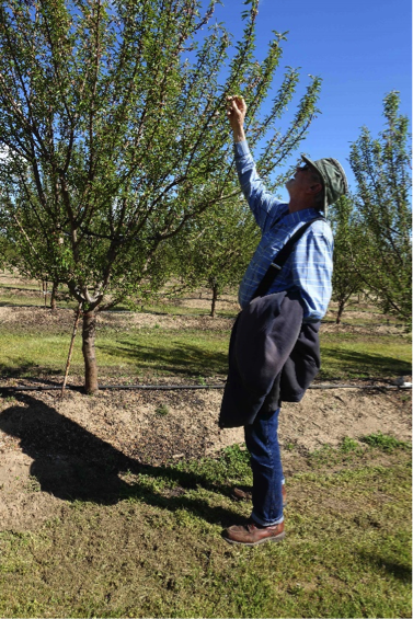 Kruppa inspecting tree
