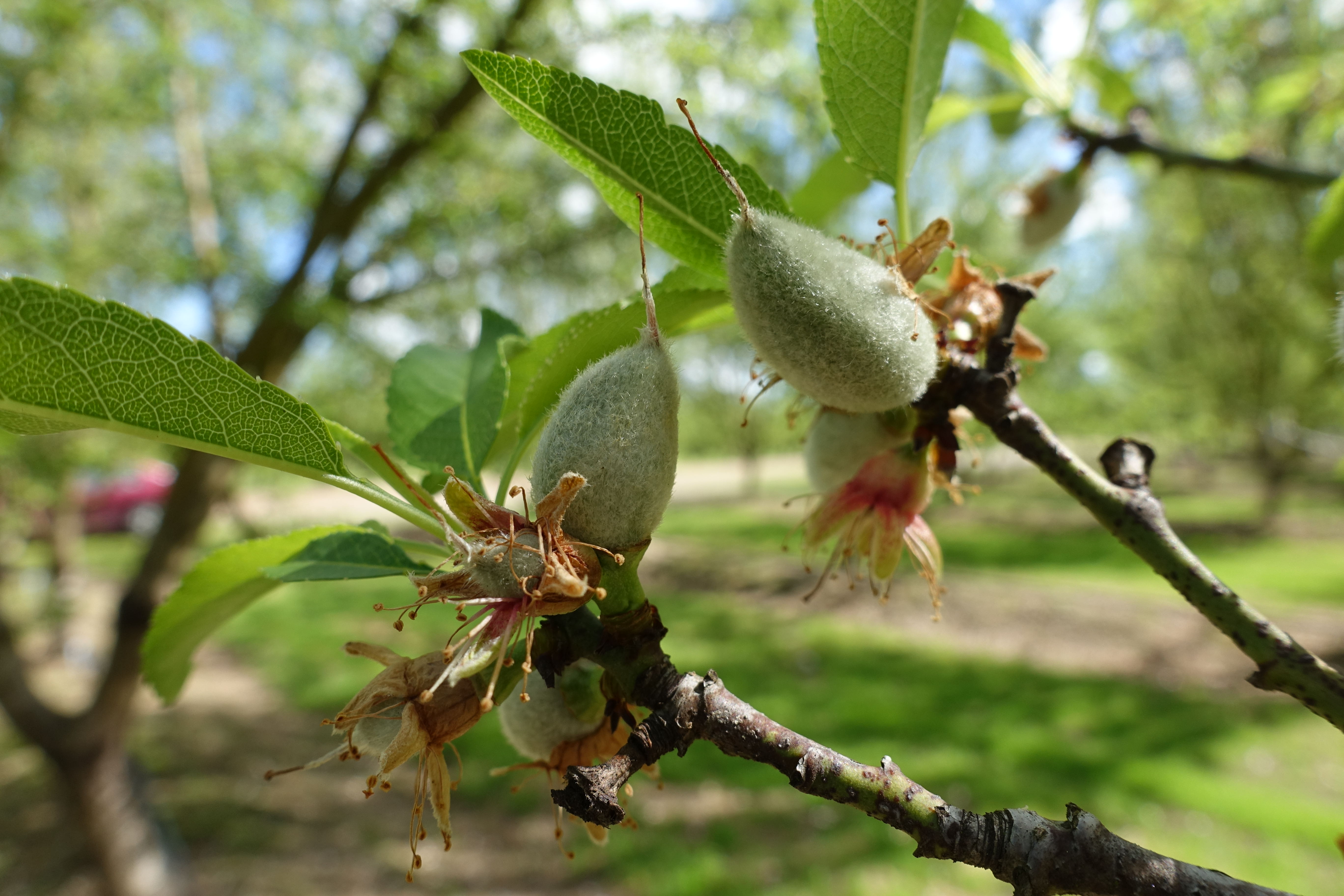 Nuts on an almond tree