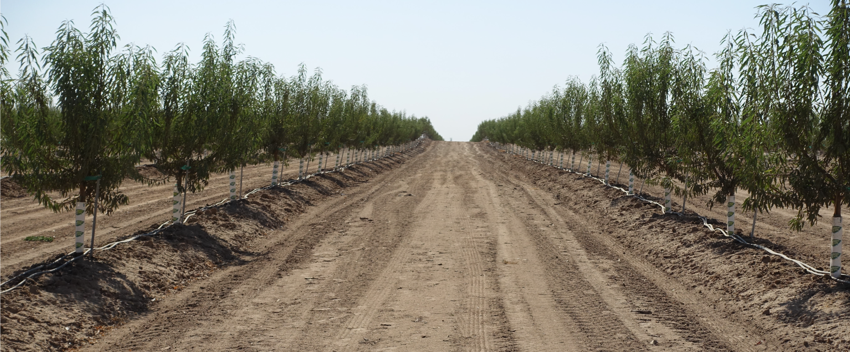 Recently recycled orchard