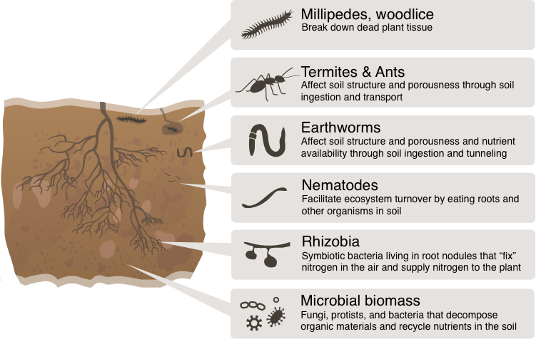 Soil biodiversity and its contributions to soil health.