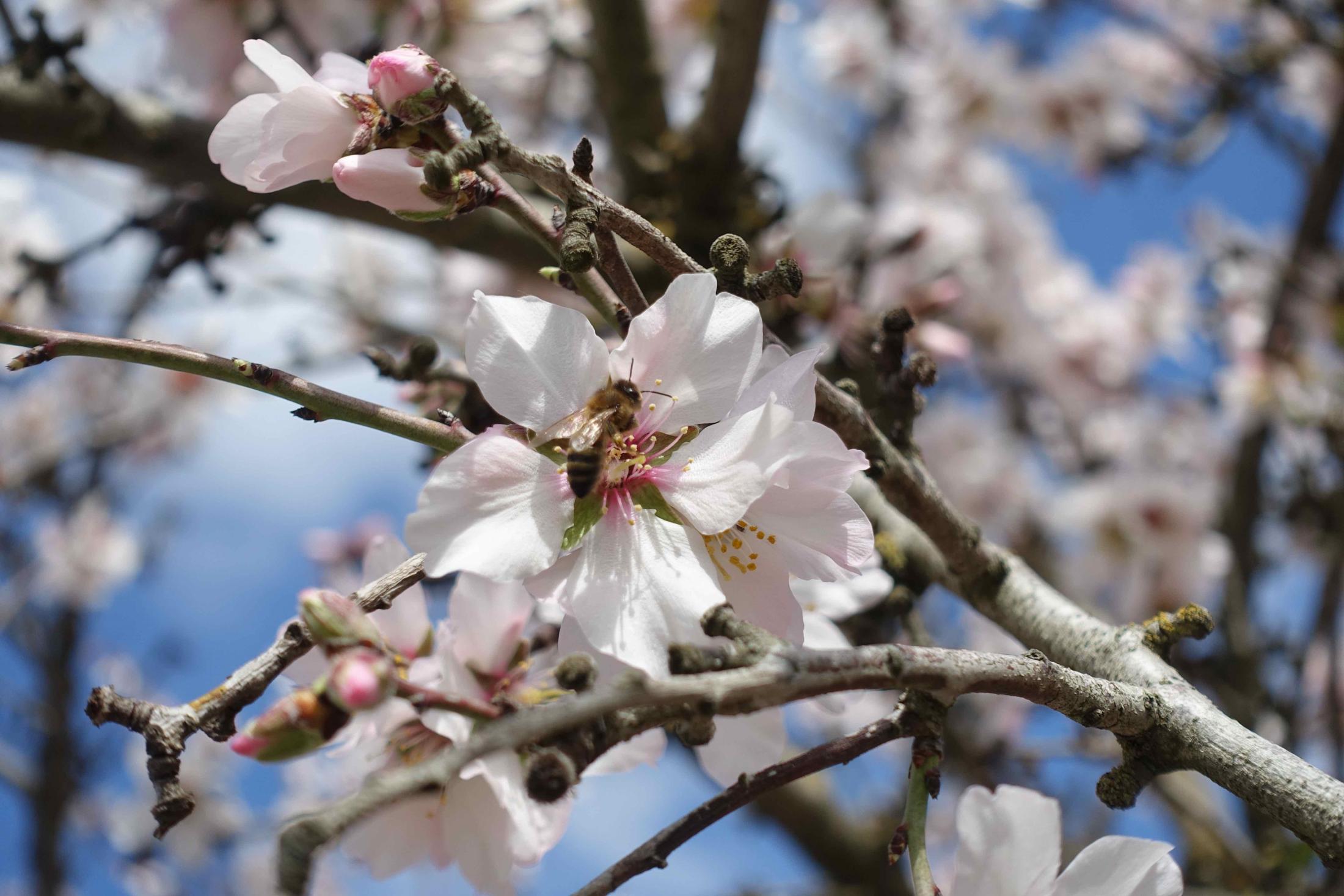 Almond blossom at Gemperle Orchards