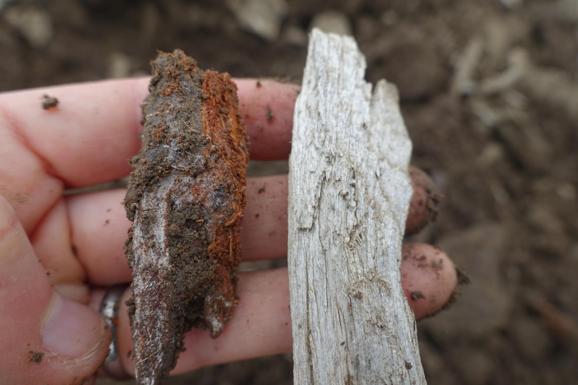 crushed walnut shells on old Jute sack to be used as fertilizer for plants.  decomposing walnut shells release nutrients such as iron. zinc, potassium,  sodium and phosphorous Food Images