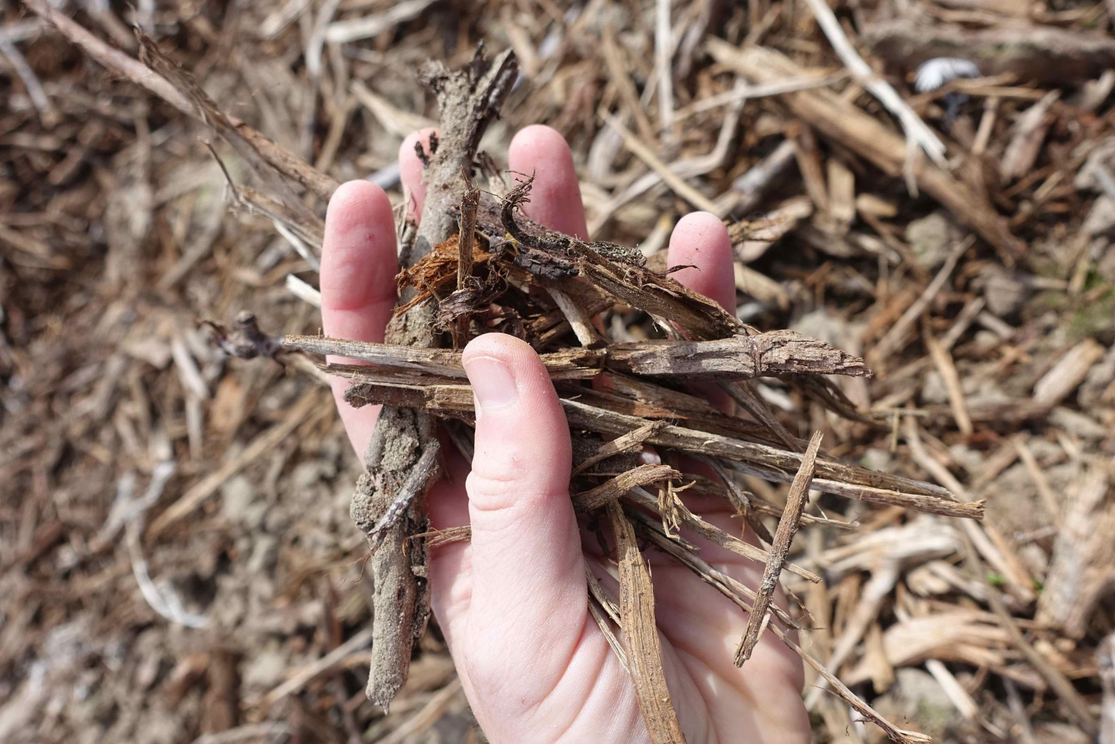 Wood chips in Gemperle orchards