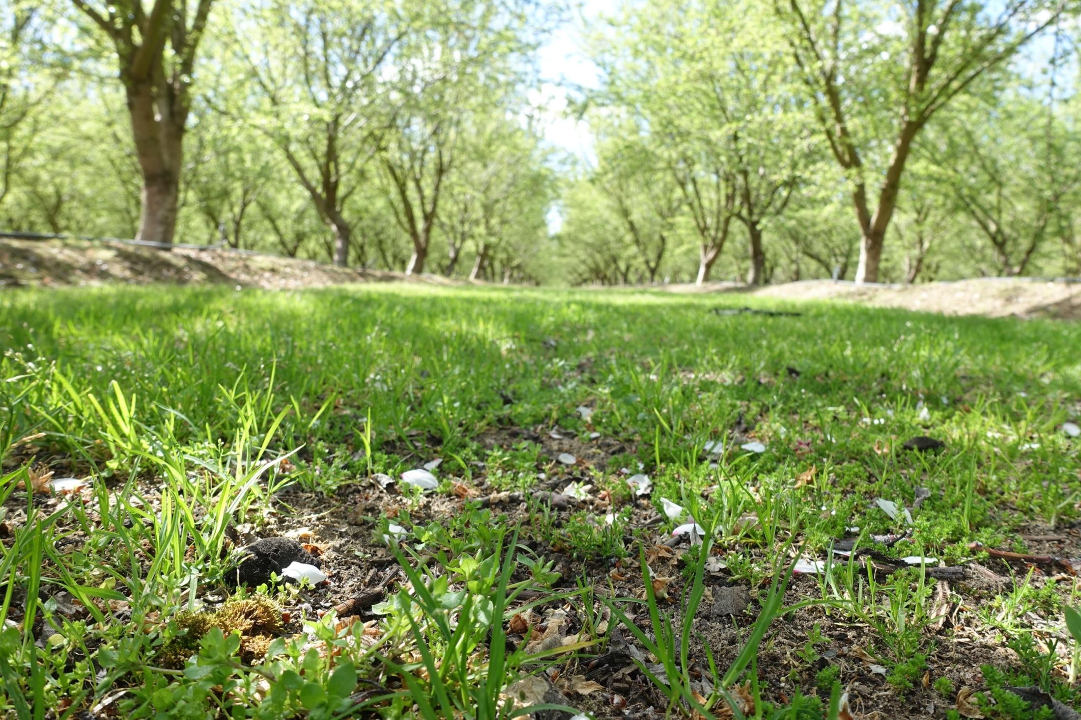 Photo showing that chips are no longer visible in orchard after several years.