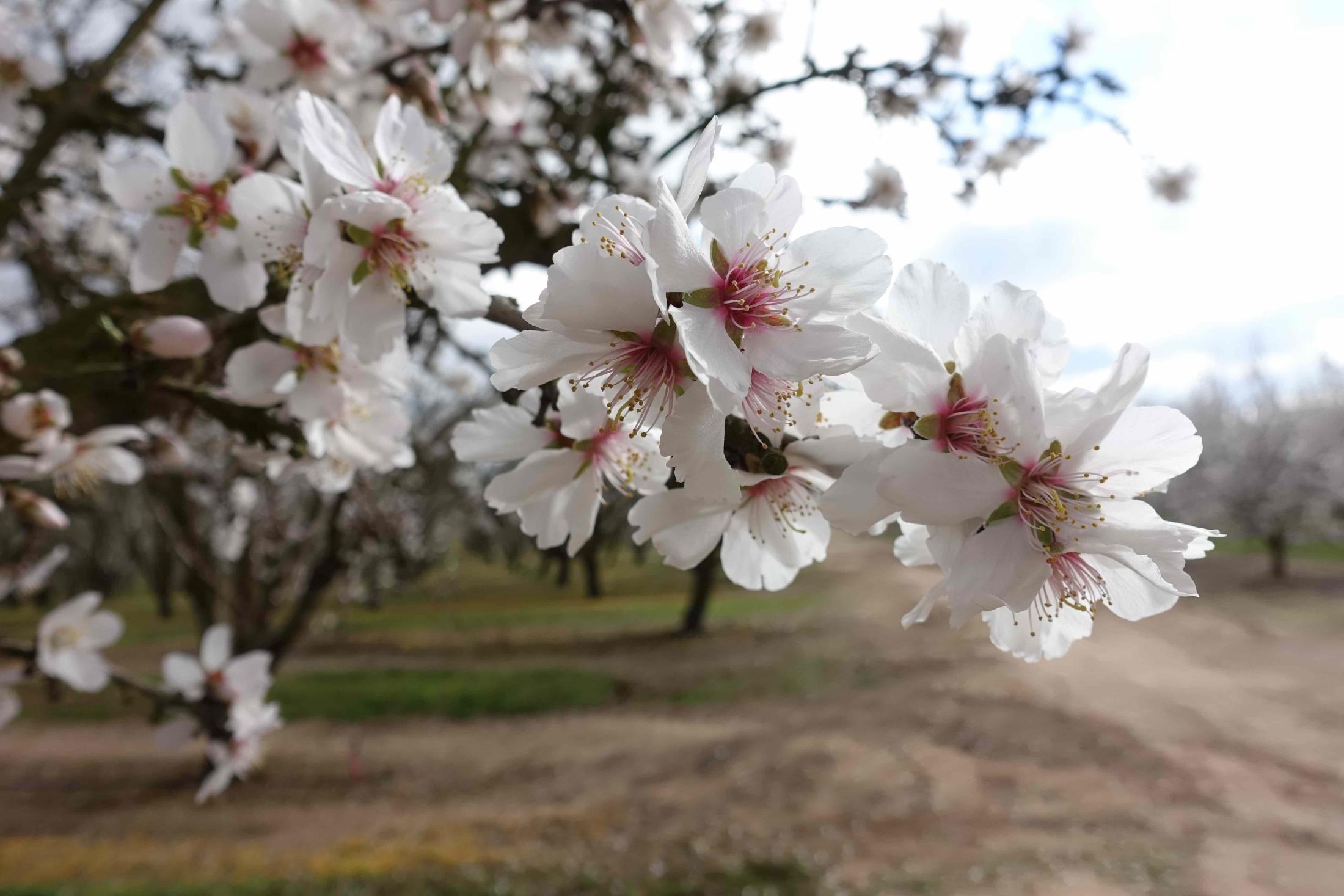 Another photo of Amaral's orchard