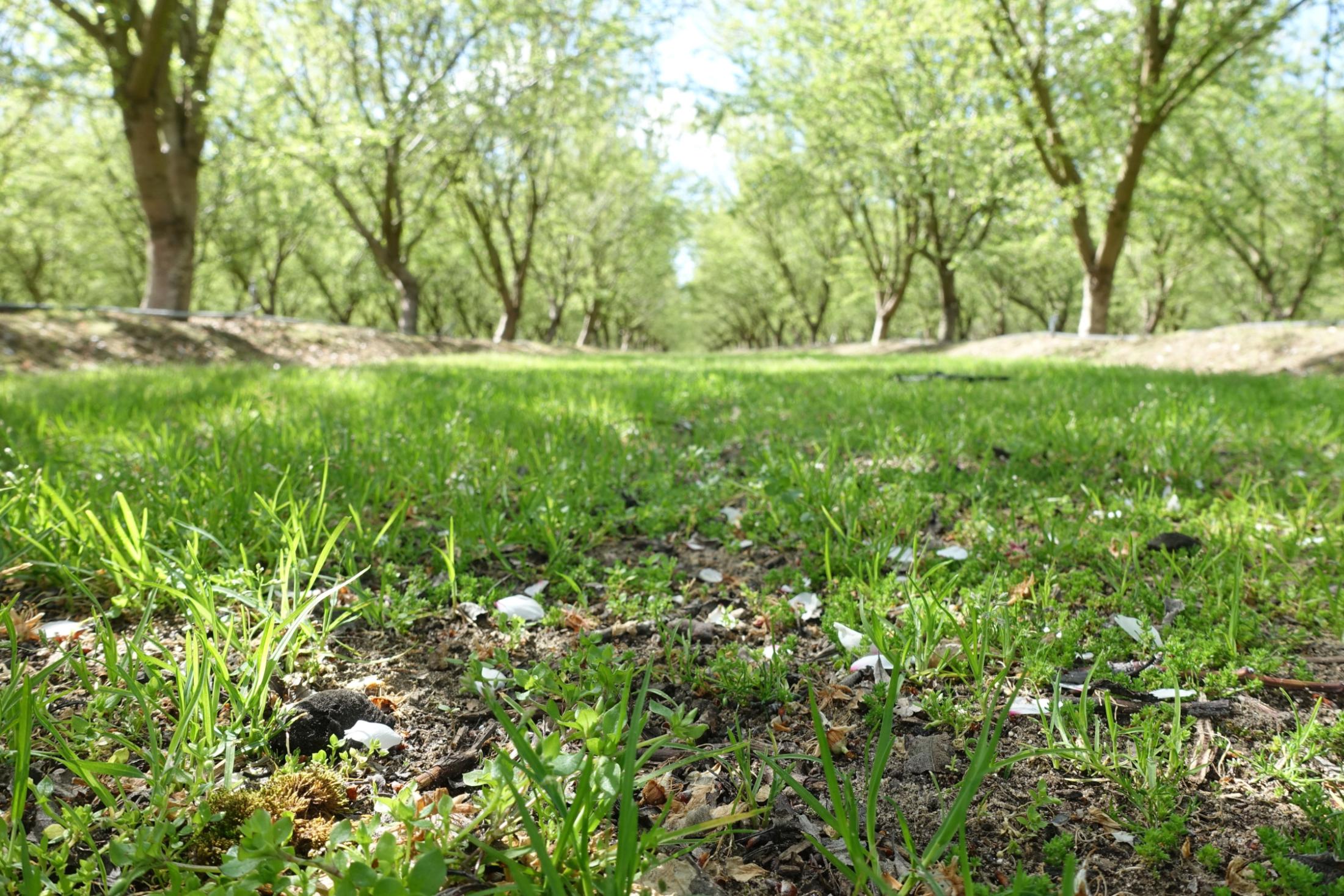 Orchard floor