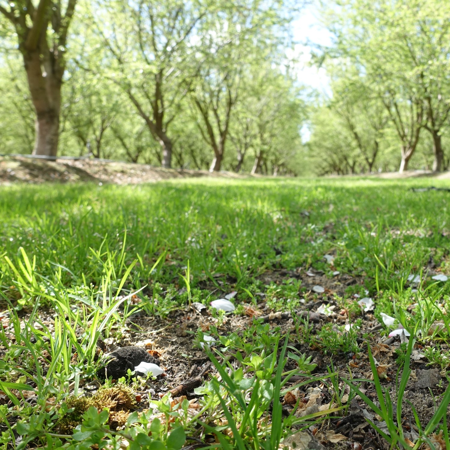 Tree health and disease