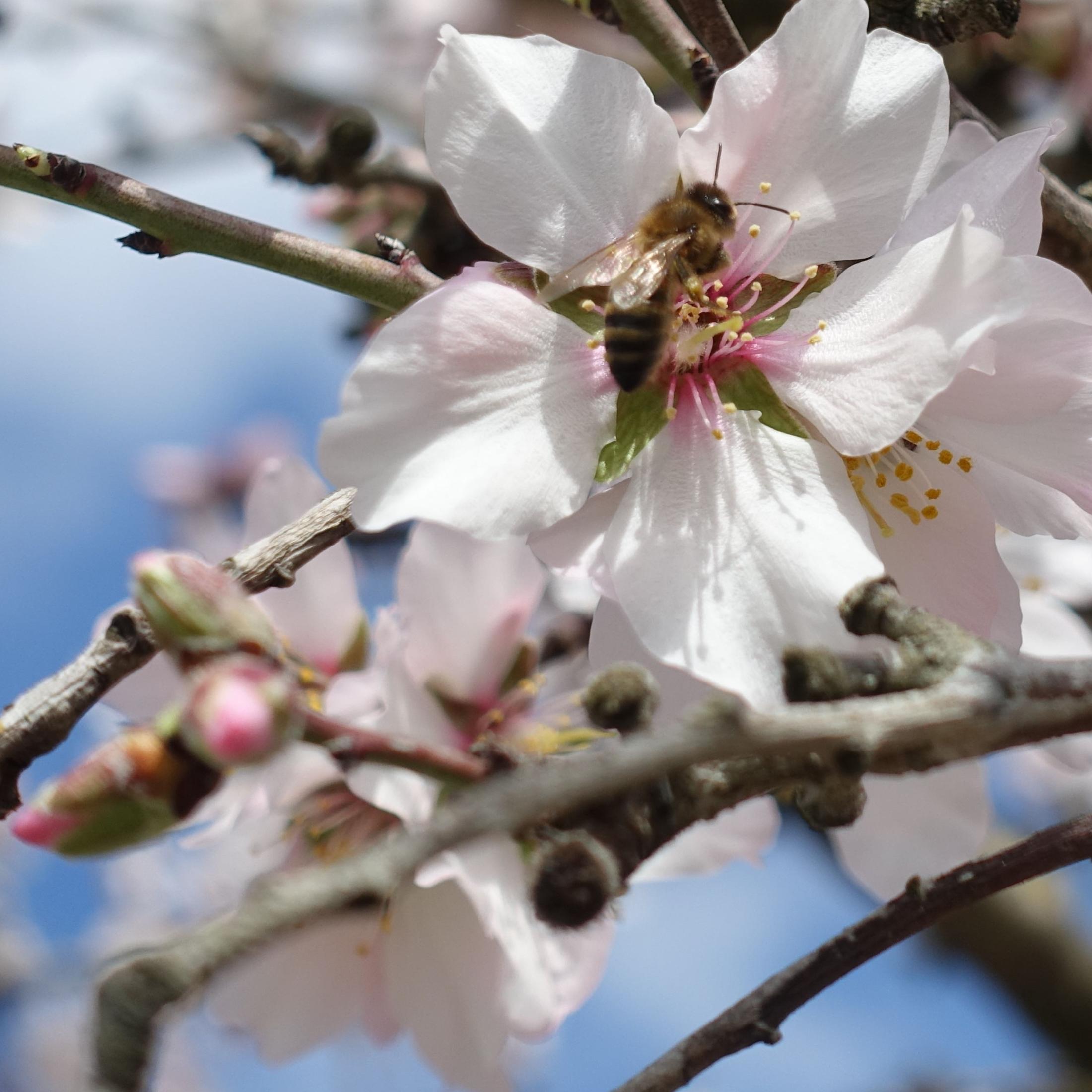 Orchard Productivity