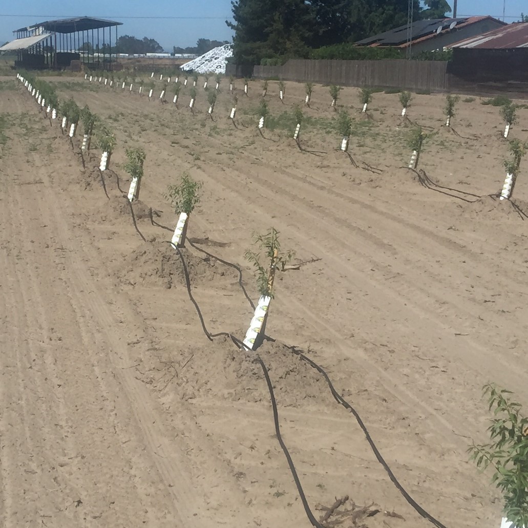 Orchard Water Use 