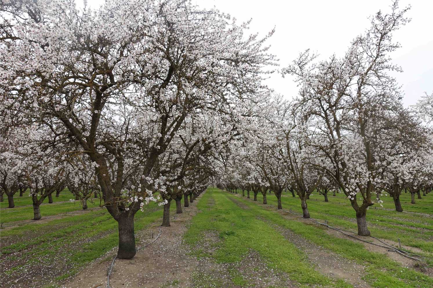 Almond orchard on Robert Stretch Ranch