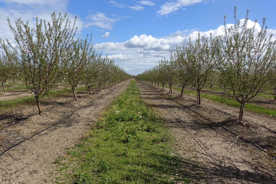 A photo of Tallerico's orchard.