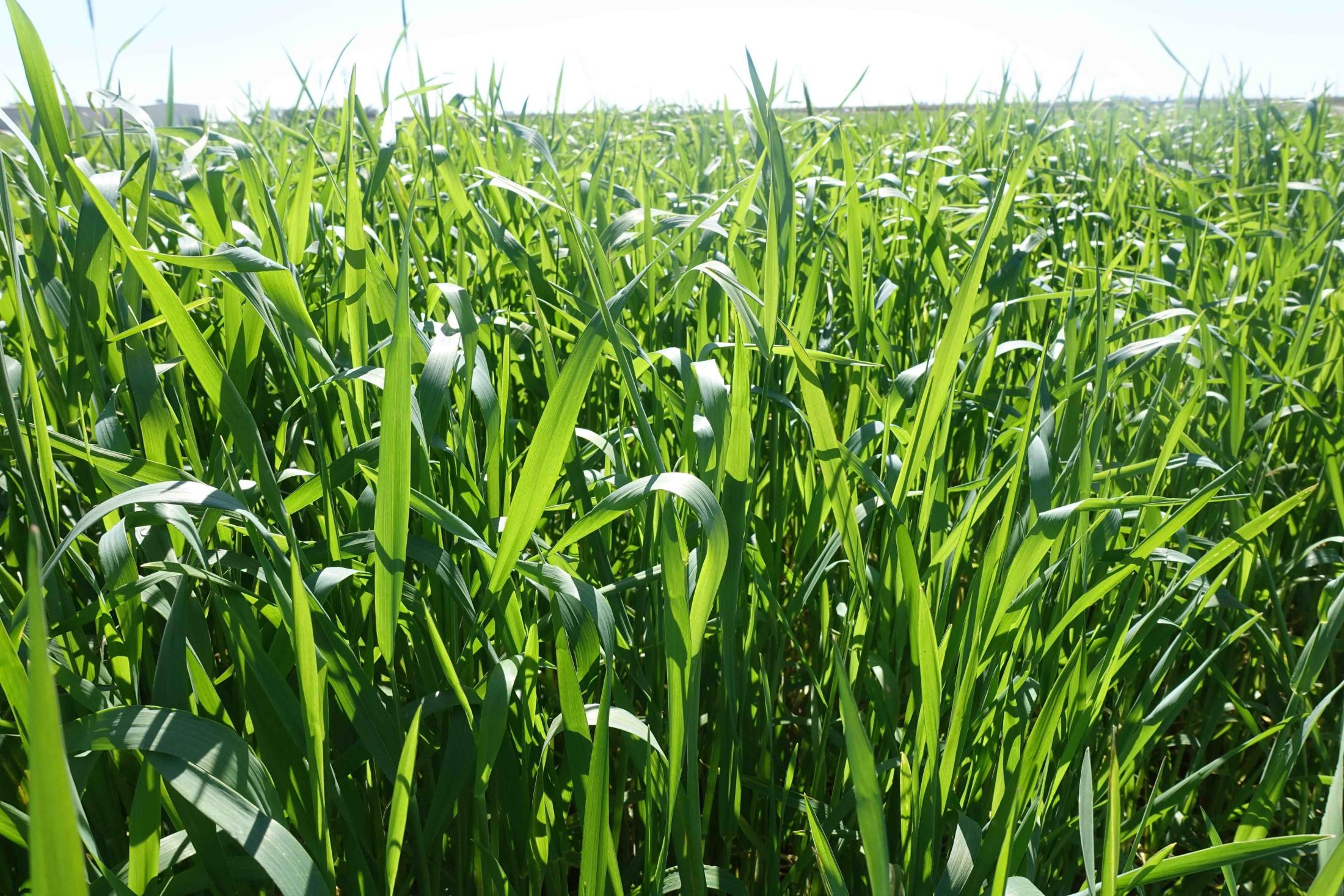 Ryegrass cover crop